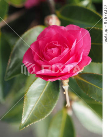 冬の花 サザンカ (Camellia sasanqua) 冬の花 サザンカ (Camellia sasanqua) 95673257