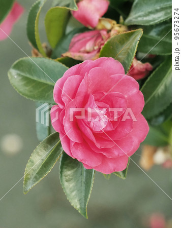 冬の花 サザンカ (Camellia sasanqua) 冬の花 サザンカ (Camellia sasanqua) 95673274