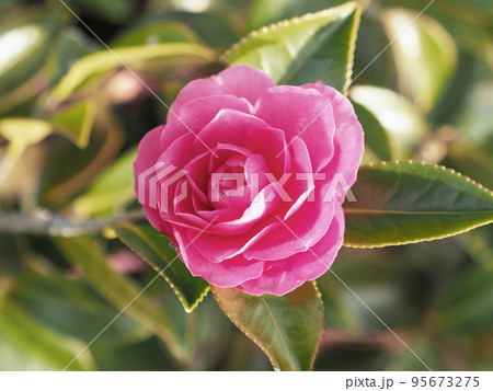 冬の花 サザンカ (Camellia sasanqua) 冬の花 サザンカ (Camellia sasanqua) 95673275