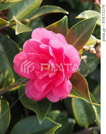 冬の花 サザンカ (Camellia sasanqua) 冬の花 サザンカ (Camellia sasanqua) 95673276