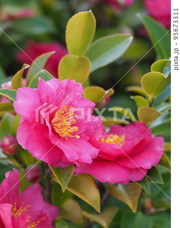 冬の花　サザンカ　(Camellia sasanqua) 95673311