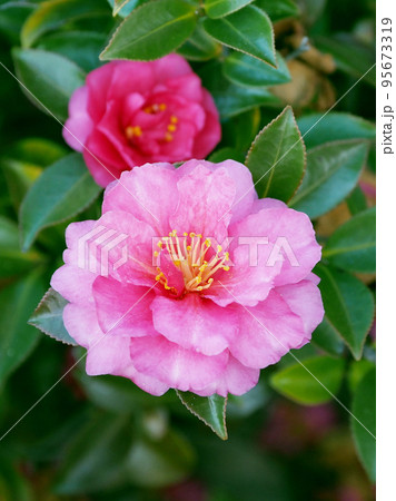 冬の花　サザンカ　(Camellia sasanqua) 95673319