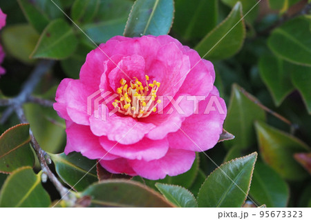 冬の花　サザンカ　(Camellia sasanqua) 95673323
