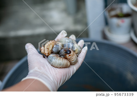 カブトムシの飼育　マット交換　ヘラクレスオオカブト 95673339