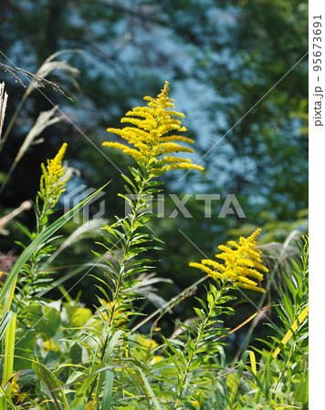 セイタカアワダチソウ (Golden rod) セイタカアワダチソウ (Golden rod) 95673691