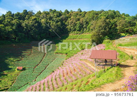 Green leafy vegetable garden and flower garden in the garden on Mount Mon Jam, Chiang Mai, Thailand, Lily flower on green leaves in garden, Mon Cham hill, Chiang Mai, Thailand 95673761
