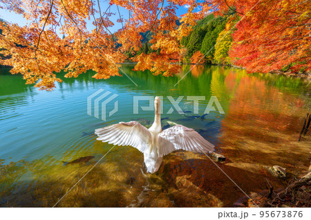 【南アルプス】 伊奈ヶ湖での紅葉と白鳥 【南アルプス】 伊奈ヶ湖での紅葉と白鳥 95673876