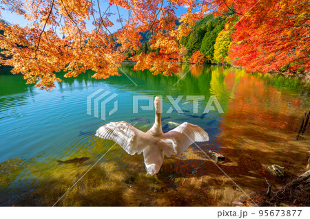 【南アルプス】 伊奈ヶ湖での紅葉と白鳥 【南アルプス】 伊奈ヶ湖での紅葉と白鳥 95673877
