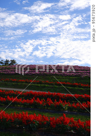 滋賀県箱館山の花壇の風景 95673920