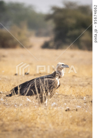 Himalayan vulture or Gyps himalayensis or Himalayan griffon vulture during winter migration at jorbeer conservation reserve bikaner rajasthan india asia Himalayan vulture or Gyps himalayensis or Himalayan griffon vulture during winter migration at jorbeer conservation reserve bikaner rajasthan india asia 95674662