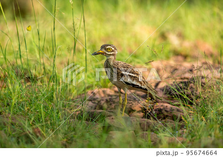 Indian stone curlew or Indian thick knee bird portrait in natural green background at ranthambore national park or forest reserve sawai madhopur rajasthan india - Burhinus indicus 95674664