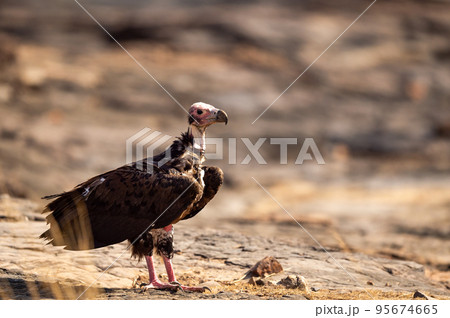 red headed vulture or sarcogyps calvus or Asian king or Indian black vulture closeup or portrait at Ranthambore National Park or forest Reserve Rajasthan india 95674665