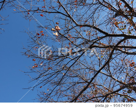 冬のイメージ(winter image) 冬のイメージ(winter image) 95674959