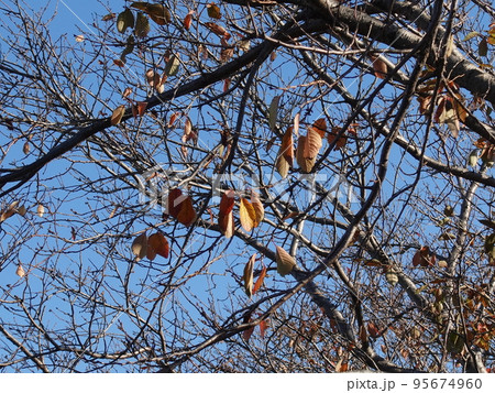 冬のイメージ(winter image) 冬のイメージ(winter image) 95674960