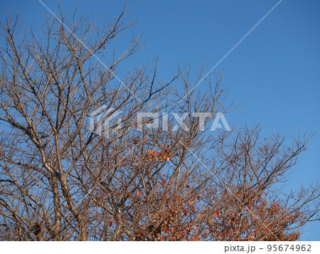 冬のイメージ(winter image) 95674962