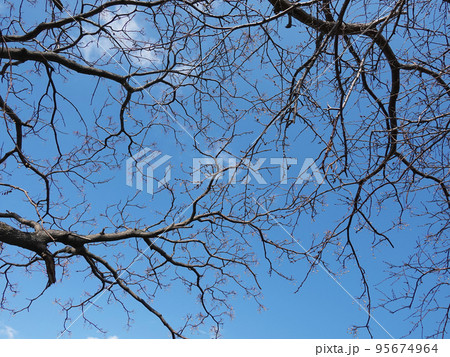 冬のイメージ(winter image) 95674964