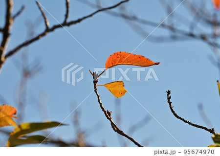 冬のイメージ(winter image) 冬のイメージ(winter image) 95674970