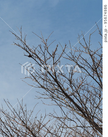 冬のイメージ(winter image) 95674986