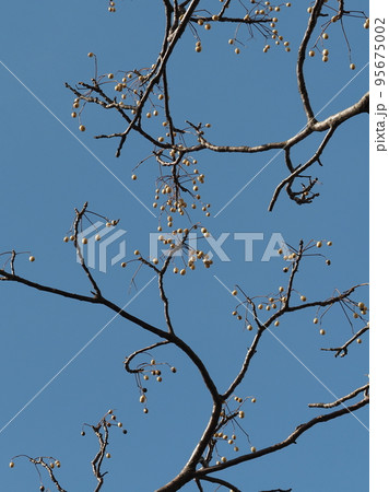 冬のイメージ(winter image) 95675002