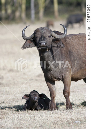 female buffalo with a calf in the African savannah female buffalo with a calf in the African savannah 95675049