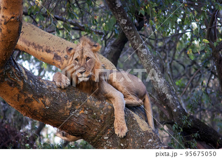 lion lying on a tree and hunting down a victim 95675050