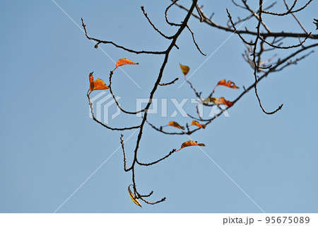 冬のイメージ(winter image) 95675089