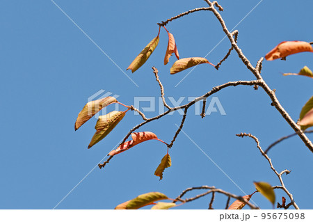 冬のイメージ(winter image) 冬のイメージ(winter image) 95675098