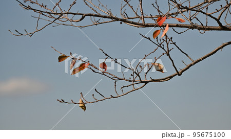 冬のイメージ(winter image) 冬のイメージ(winter image) 95675100