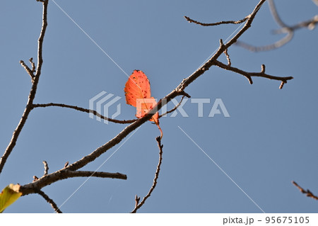 冬のイメージ(winter image) 冬のイメージ(winter image) 95675105