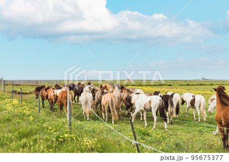 Icelandic horses of various colors standing in field on pasture during the summer 95675377
