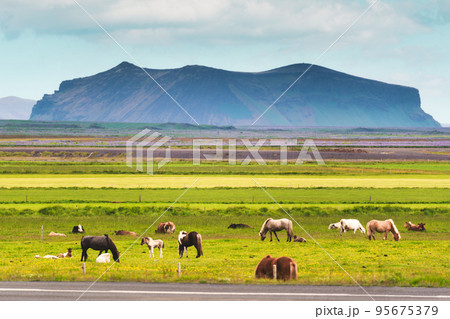 Herd of Icelandic horse with cow grazing grass on pasture on summer in Iceland Herd of Icelandic horse with cow grazing grass on pasture on summer in Iceland 95675379