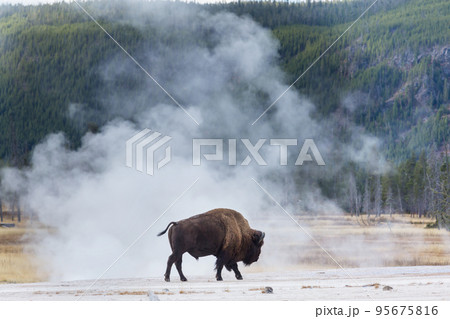 Buffalo 95675816