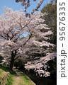 春の姫路城外堀の桜 95676335