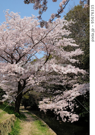 春の姫路城外堀の桜 95676335