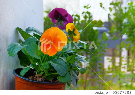 Viola is blossom in pot, close up. Orange and purple flowers is growing in garden. Landscaping and decoration. Viola is blossom in pot, close up. Orange and purple flowers is growing in garden. Landscaping and decoration. 95677203