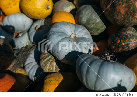 Diverse assortment of pumpkins in the market. Autumn harvest. Diverse assortment of pumpkins in the market. Autumn harvest. 95677365