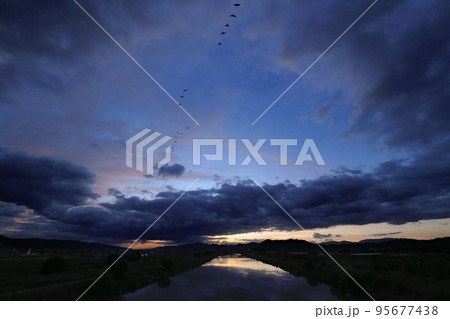 上層雲が朝焼けした夜明け空を飛ぶ鳥の群れ・超広角・空主体・221011am 95677438
