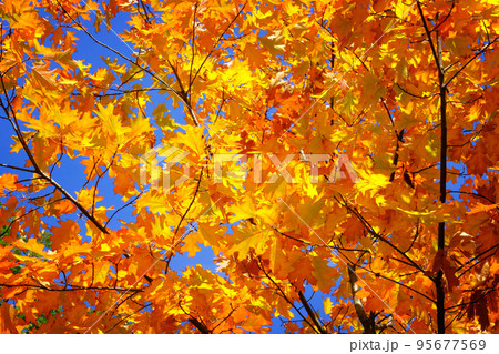 Autumn landscape and wallpaper. Yellow, orange and red autumn oak leaves in picturesque fall park. Outdoor. Sunny day, warm weather. Autumn landscape and wallpaper. Yellow, orange and red autumn oak leaves in picturesque fall park. Outdoor. Sunny day, warm weather. 95677569