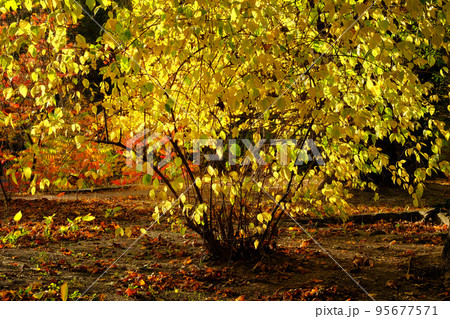 Autumn leaves on the sun. Yellow, orange, brown leaves on ground in Autumn season. Park in city, fabulous landscape. 95677571