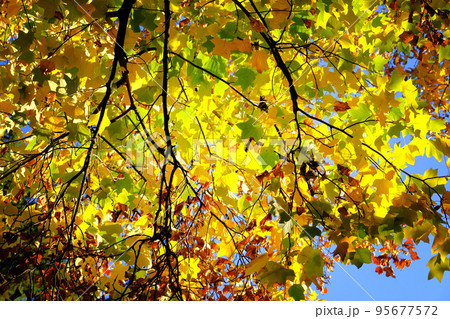 Autumn leaves on the sunny day. Yellow fall leaves in picturesque fall park. Outdoor. Sunny fallen day, warm weather. Autumn leaves on the sunny day. Yellow fall leaves in picturesque fall park. Outdoor. Sunny fallen day, warm weather. 95677572