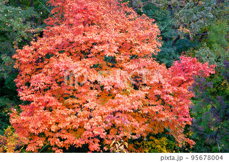 Red and orange autumn oak leaves in picturesque fall park. Sunny day in autumn. Warm weather. 95678004