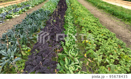 Farm autumn leaf curly cabbage kale harvesting winter plant leaves bio organic plantation harvest vegetables Brassica oleracea sabellica grown green resistant frost salad Czech Europe 95678435