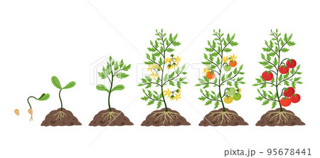 Tomato plant growth. Life cycle, growing stages from tomatoes seeds, sprout and blossom to fruit on branches vector Illustration set Tomato plant growth. Life cycle, growing stages from tomatoes seeds, sprout and blossom to fruit on branches vector Illustration set 95678441
