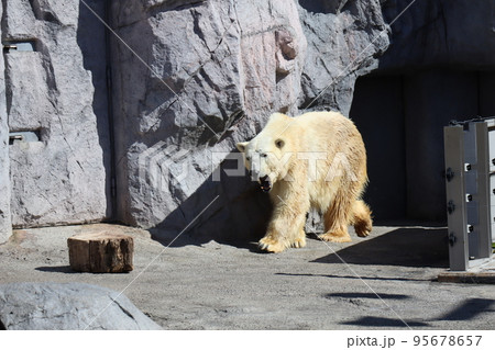 飼育スペースを歩きまわる口を開けた1頭のホッキョクグマのいる動物園 