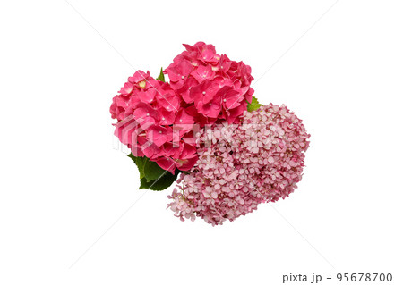 白バックの紫陽花 白バックの紫陽花 95678700