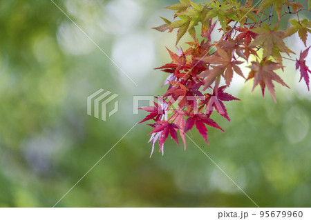 秋の土津神社（はにつじんじゃ）　紅葉　福島県猪苗代町 95679960