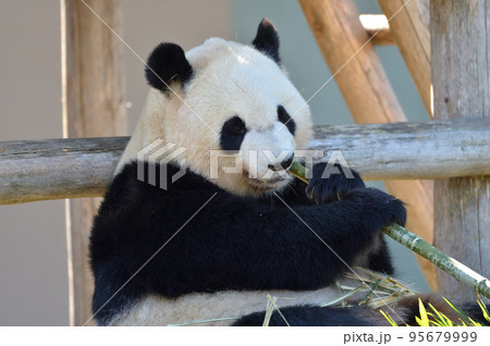 おいしそうに竹を食べる彩浜 95679999