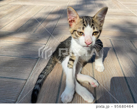 A small beautiful fluffy playful kitten sits on the ground A small beautiful fluffy playful kitten sits on the ground 95680464