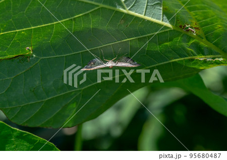 葉の裏にとまる蛾 95680487