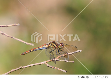 アキアカネ 95680849